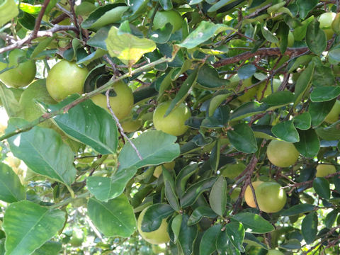 Citrus latifolia