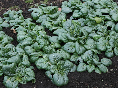 Brassica rapa var. narinosa