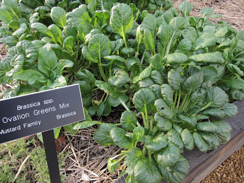 Brassica rapa var. narinosa