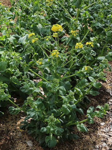 Brassica rapa var. narinosa