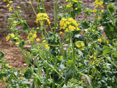 Brassica rapa var. narinosa