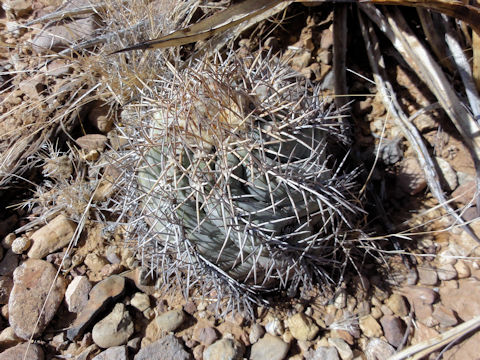 Echinocactus horizonthalonius