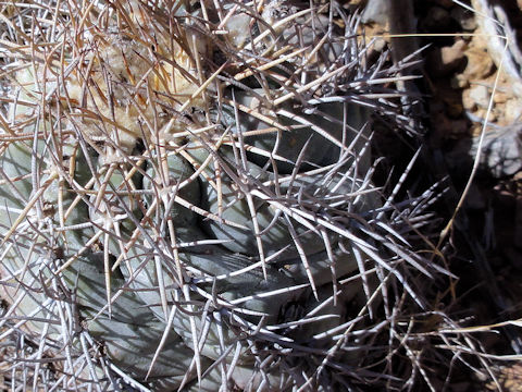 Echinocactus horizonthalonius