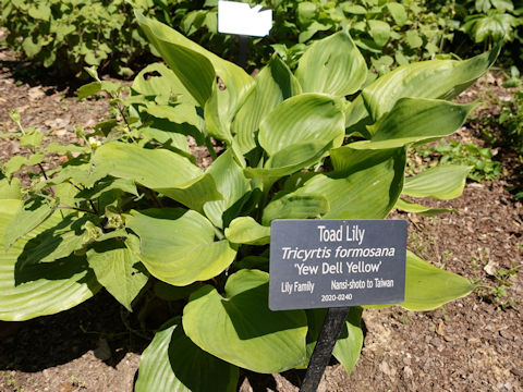 Tricyrtis formosana cv. Yew Dell Yellow