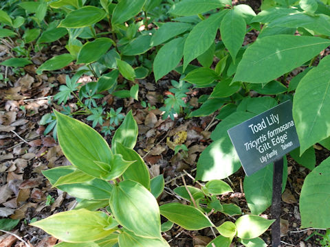 Tricyrtis formosana cv. Gilt Edge