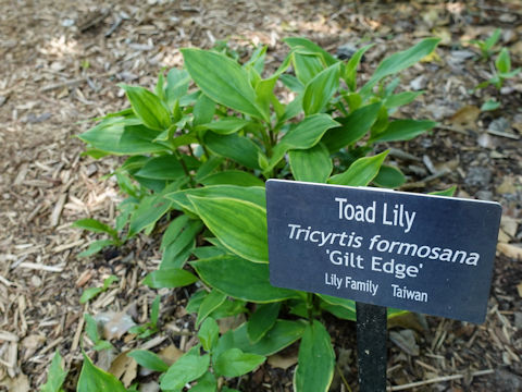 Tricyrtis formosana cv. Gilt Edge