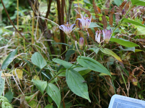 Tricyrtis formosana