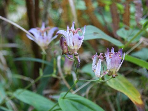 Tricyrtis formosana