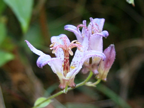 Tricyrtis formosana