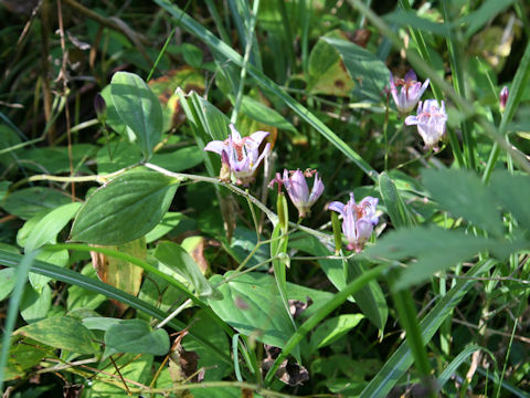 Tricyrtis formosana