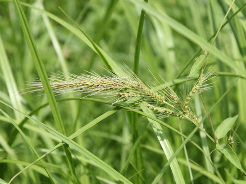 Echinochloa oryzicola