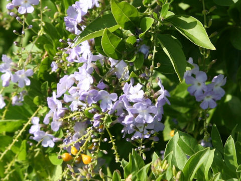 Duranta repens