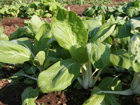 Brassica rapa var. chinensis