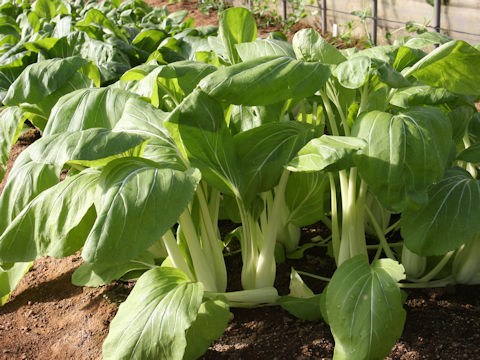 Brassica rapa var. chinensis