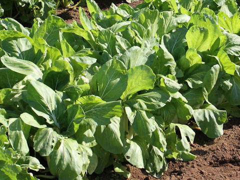 Brassica rapa var. chinensis