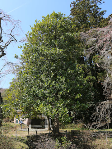 Magnolia grandiflora