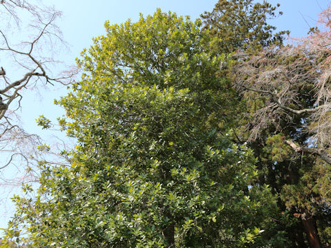 Magnolia grandiflora