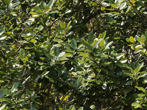 Magnolia grandiflora