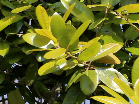 Magnolia grandiflora