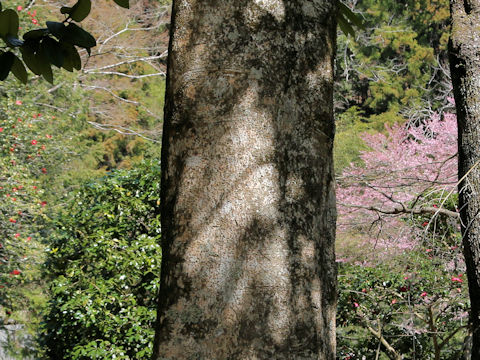 Magnolia grandiflora