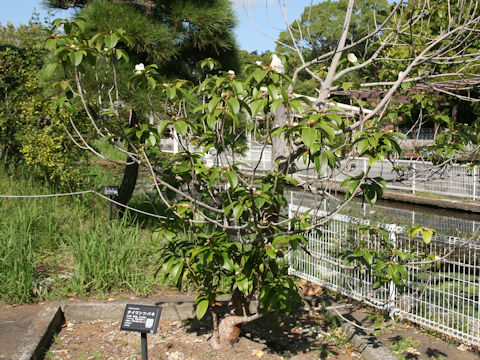 Gordonia axillaris