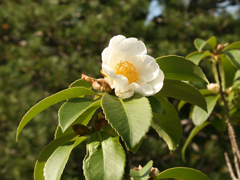 Gordonia axillaris