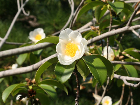 Gordonia axillaris