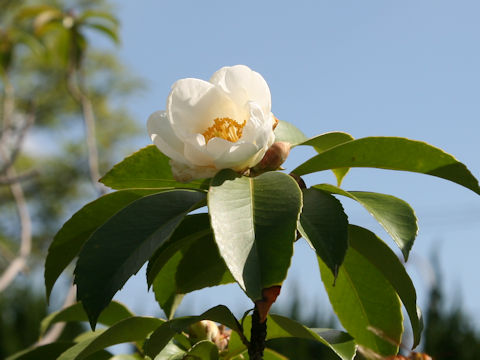 Gordonia axillaris