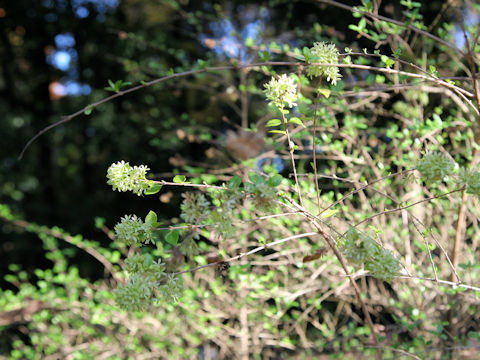 Abelia chinensis var. ionandra