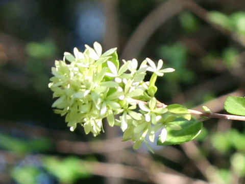 Abelia chinensis var. ionandra