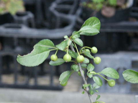 Malus roseotakanabensis