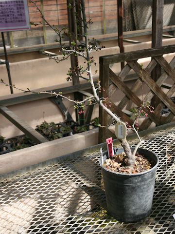 Malus roseotakanabensis