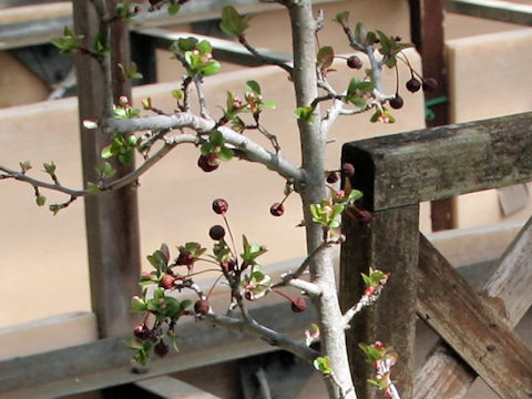 Malus roseotakanabensis