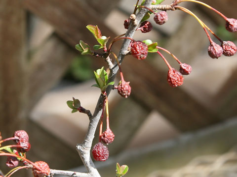 Malus roseotakanabensis