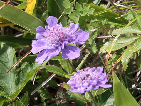Scabiosa japonica var. alpina