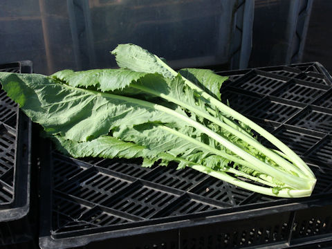 Brassica juncea var. integlifolia