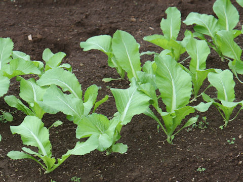 Brassica juncea var. integlifolia