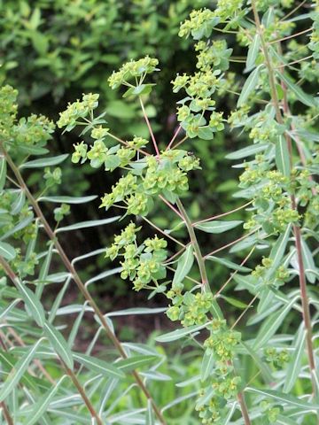 Euphorbia pekinensis