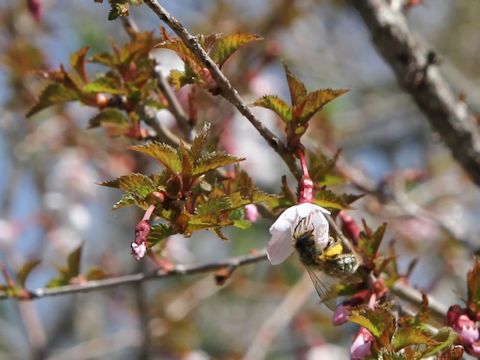 Prunus nipponica