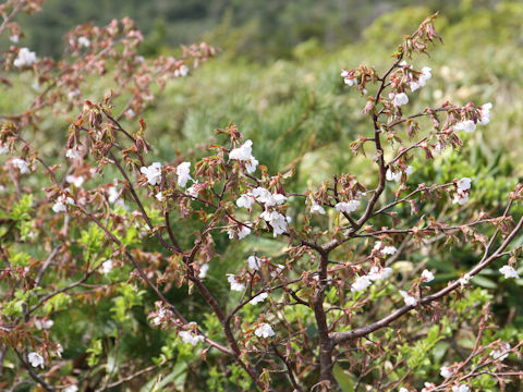 Prunus nipponica