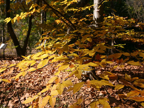 Fagus multinervis