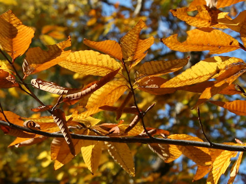 Fagus multinervis