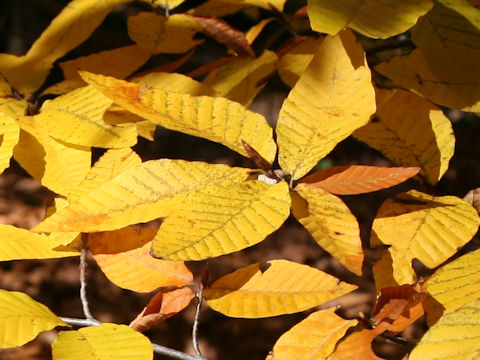 Fagus multinervis