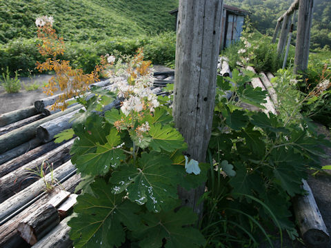 Macleaya cordata