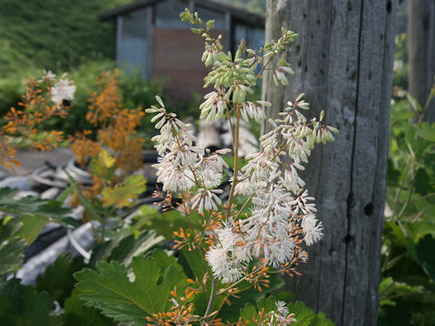 Macleaya cordata