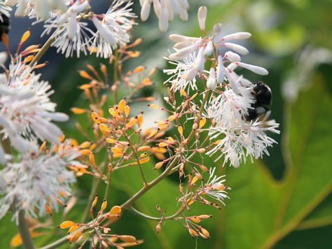 Macleaya cordata