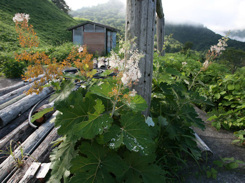 Macleaya cordata