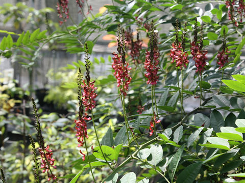 Indigofera tinctoria