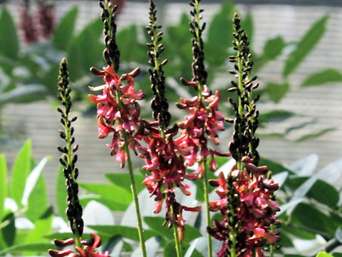 Indigofera tinctoria