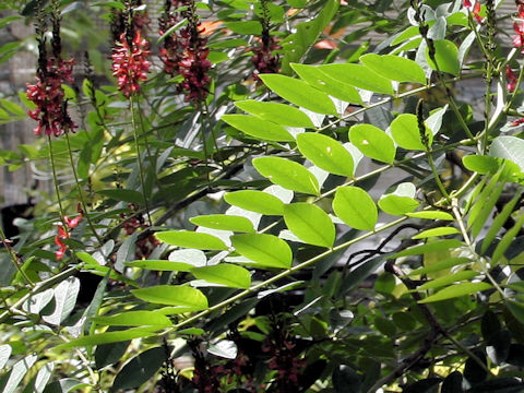 Indigofera tinctoria